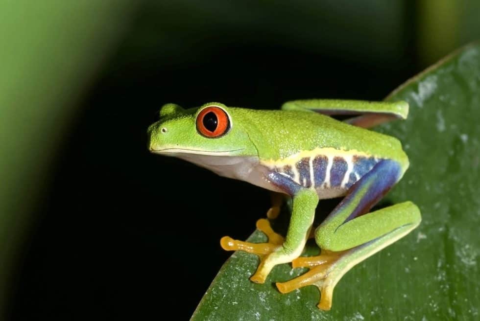 Discover beautiful Costa Rica on our relaxed Costa Rica Family Fun tour