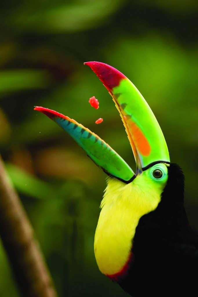 Toucan - Costa Rica vacation packages