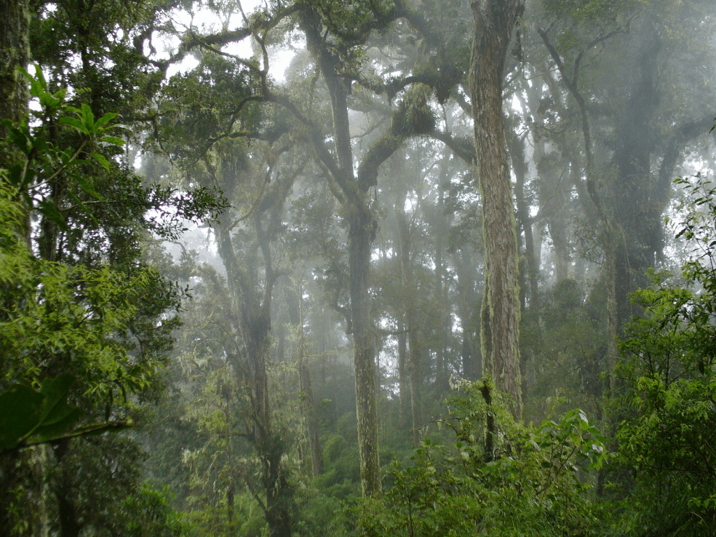 Cloud Forest