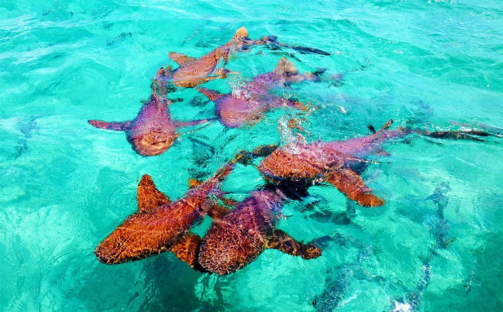 Top Things To Do In Belize in 2026